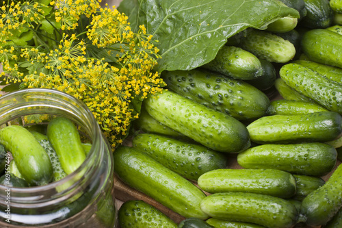 Tableau sur toile Pile of cucumber on the board for the canning and herbs.