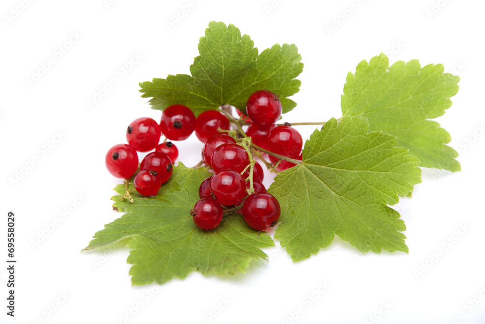 Red currant berries lying on the leaves of currants on a white b