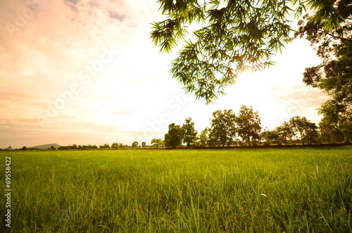 Rice Paddy Fields in the Morning