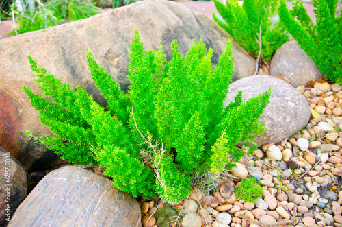 Asparagus Fern. photo