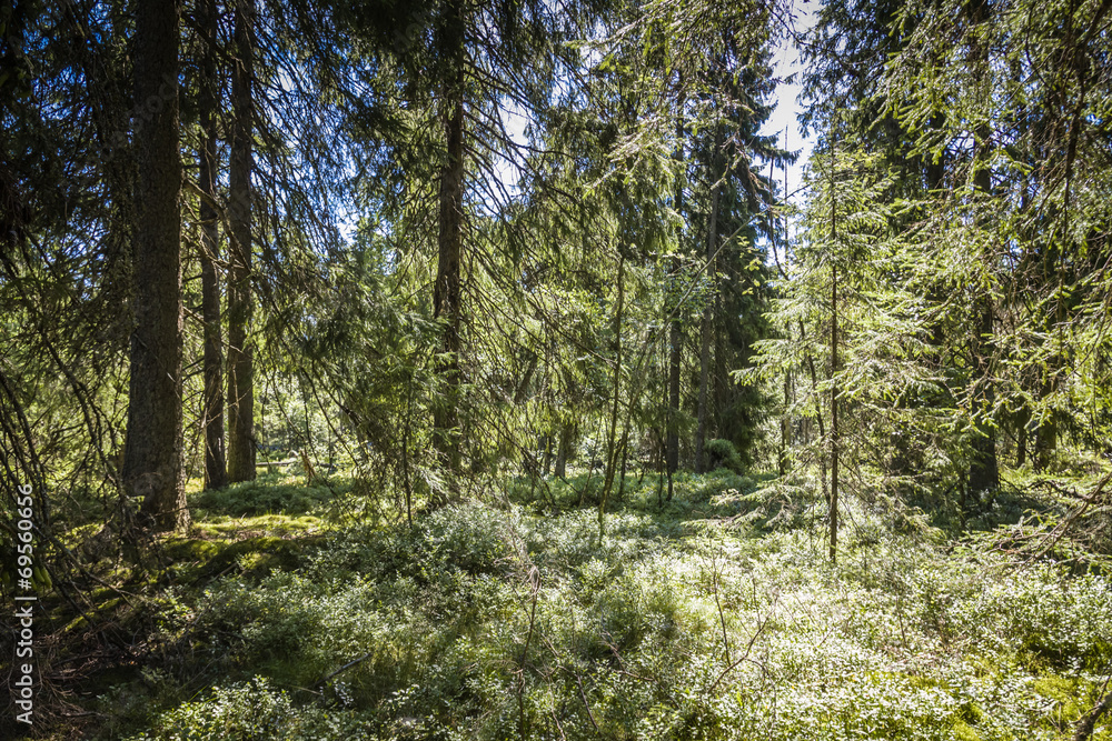 Fototapeta premium Best of Sweden - deep forest