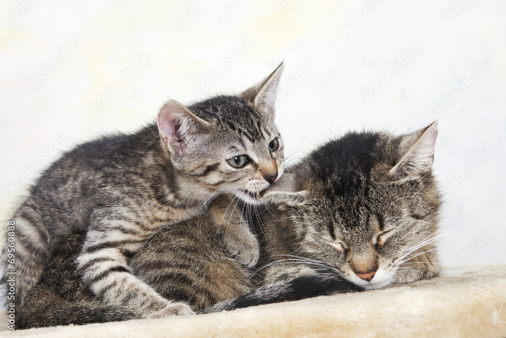 Hauskatzen,Frau Katze und Kätzchen,Portrait