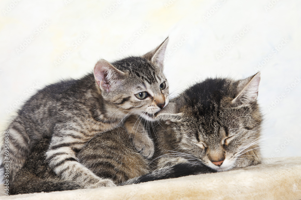 Hauskatzen,Frau Katze und Kätzchen,Portrait Hauskatzen,Frau Katze und Kätzchen,Portrait