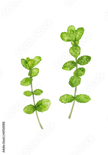 2本のアップルミント 水彩イラスト Stock Illustration Adobe Stock
