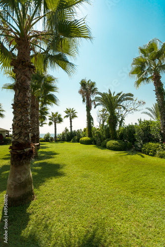 Palm tree in sunny day