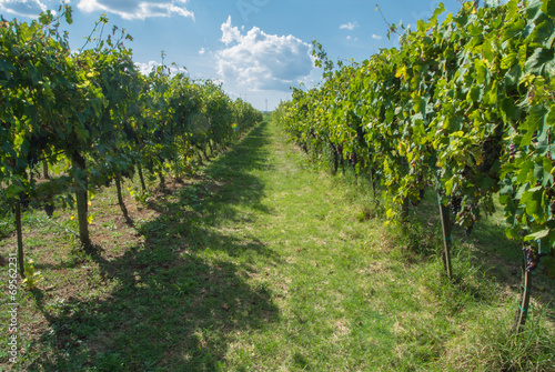 Italian vineyard