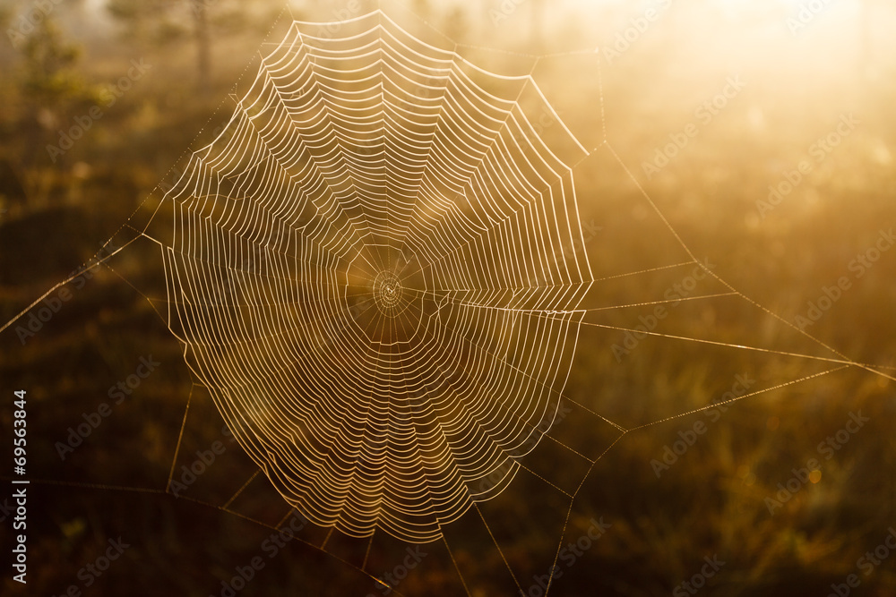 Naklejka premium Spider Web