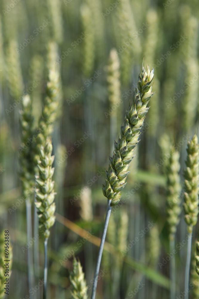 Ears wheat in a field as a background. Ears wheat in a field as a background.