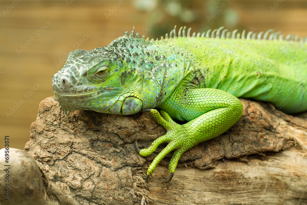 Closeup of green Iguana