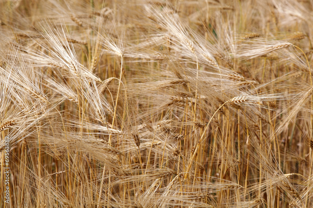 Ears wheat in a field as a background. Ears wheat in a field as a background.