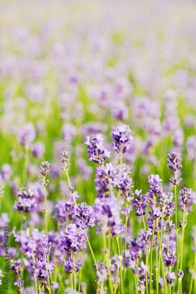 Fototapeta premium Summer lavender flower field, can be used as background, toned