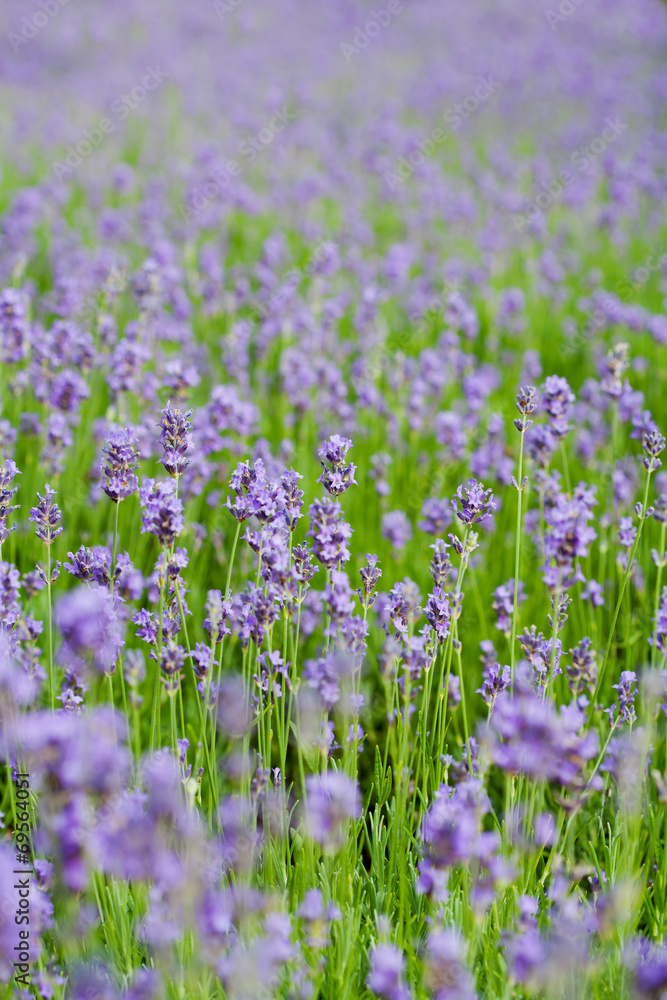 Summer lavender flower field, can be used as background Summer lavender flower field, can be used as background