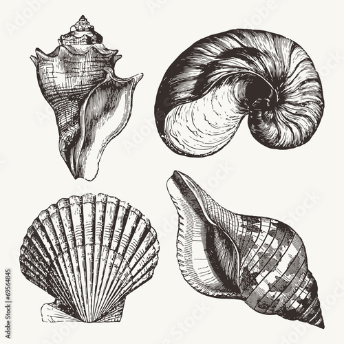 Seashells photo