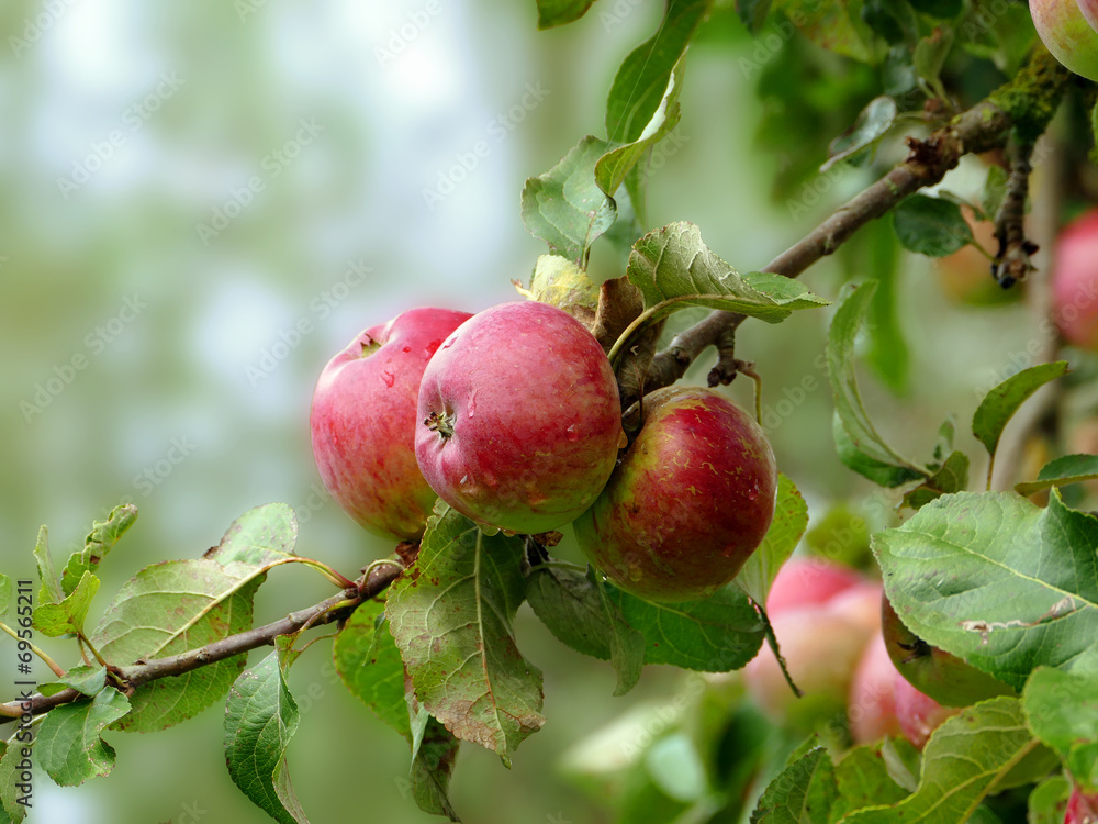 rote Äpfel am Baum rote Äpfel am Baum