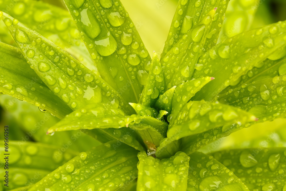 water drops on green plant leaf water drops on green plant leaf