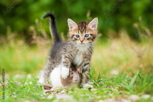 Little tabby kitten with rat outdoors