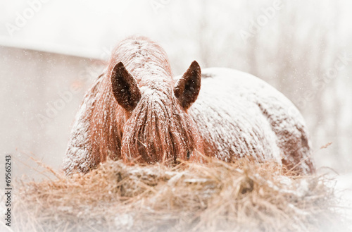 Horse on snowy winter day