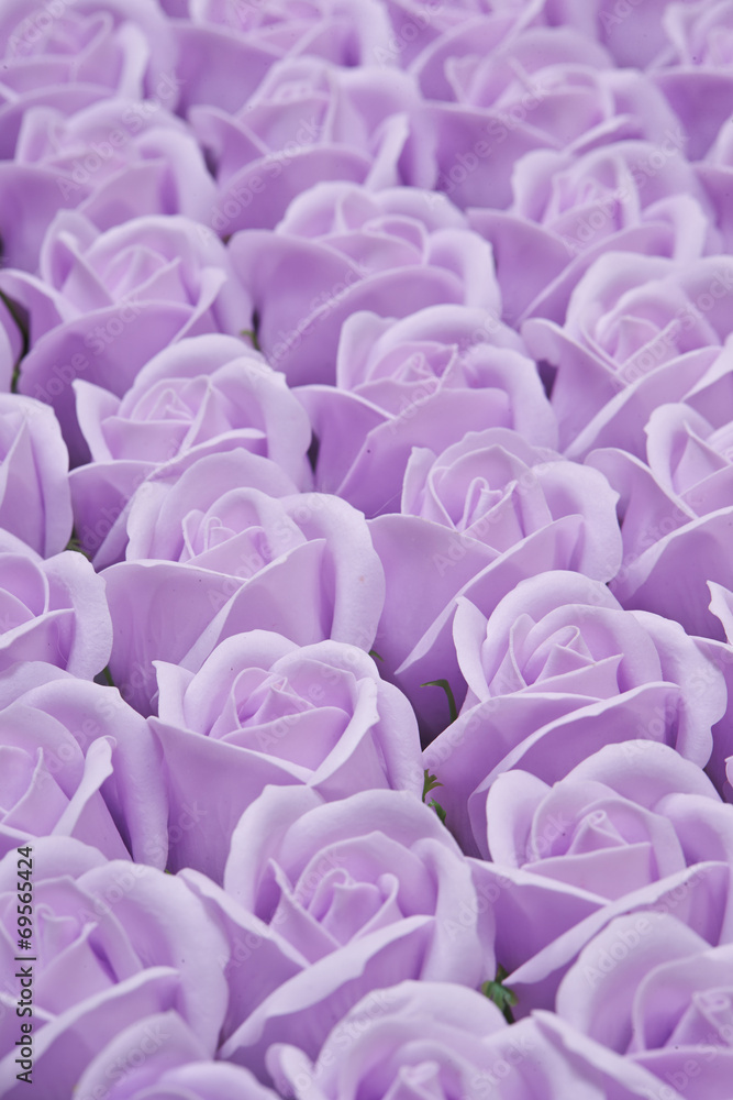 Obraz premium roses