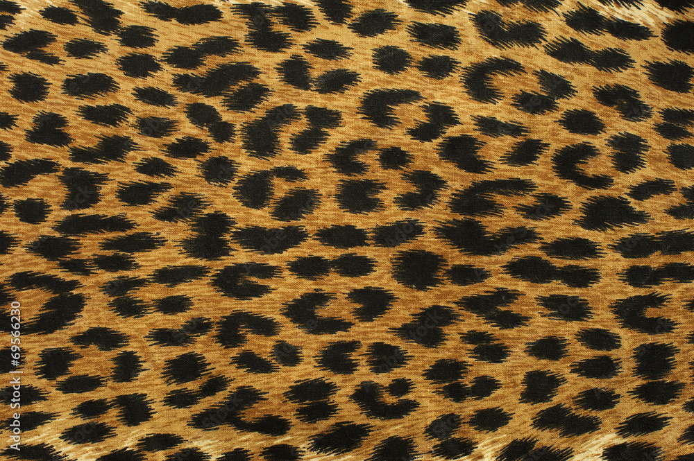 Close up leopard spot pattern