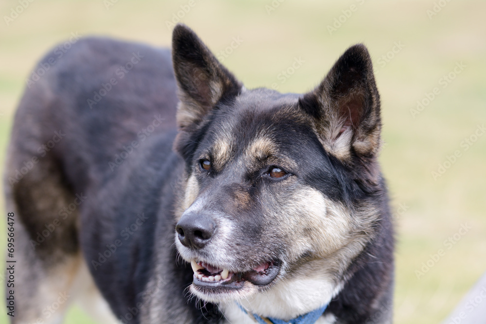 Akita dog portrait