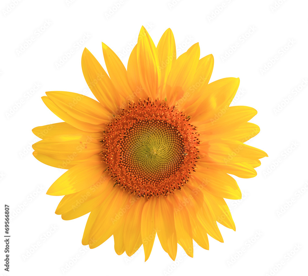 Naklejka premium Sunflower yellow flower