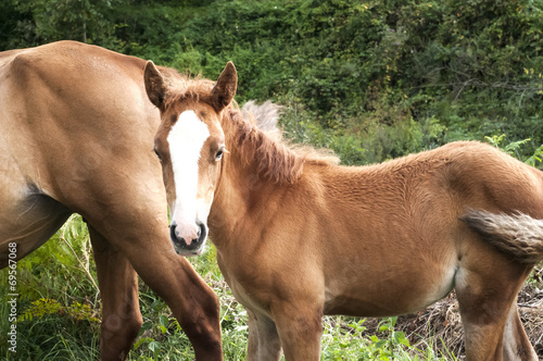 Brown foal and mare amid green vegetation background