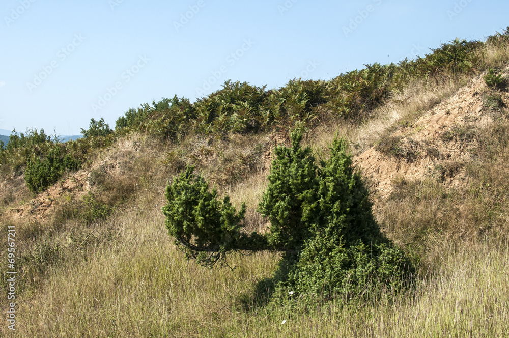 Strange juniper bush on dry soil mountain hill Strange juniper bush on dry soil mountain hill