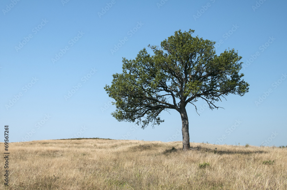 Lonely tree on mountain hill on blue sky background Lonely tree on mountain hill on blue sky background
