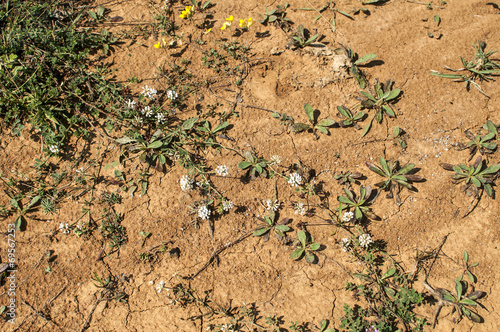 Mountain dry soil with small flowers and plants as background