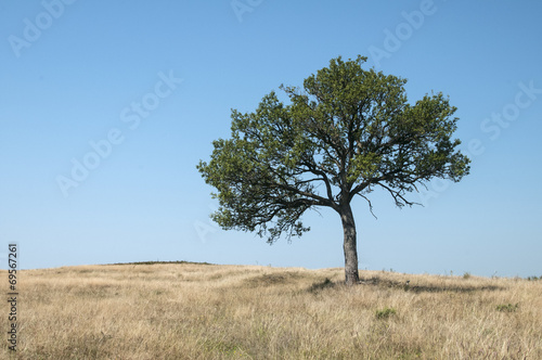 Lonely tree on mountain hill on blue sky background