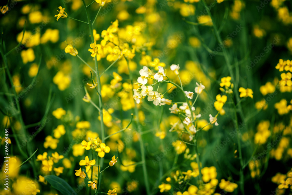 Obraz premium Yellow rape field