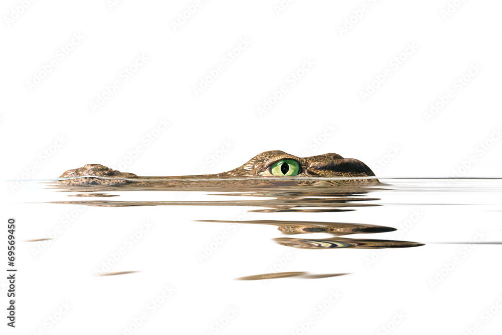 Naklejka premium portret aligatora