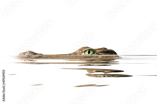 portrait alligator