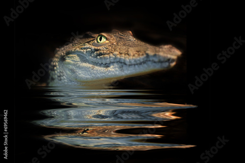 portrait alligator #69569462