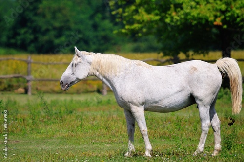 Lipizzaner mare on the pasture