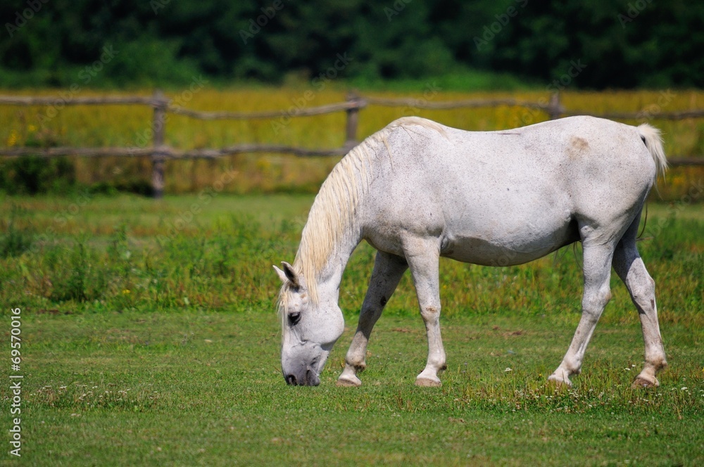Lipizzaner mare on the pasture Lipizzaner mare on the pasture