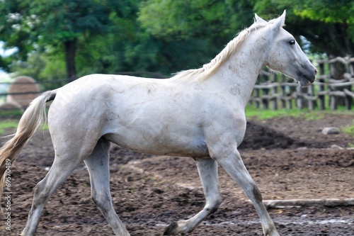 Running Lipizzaner horse