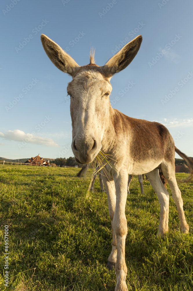 Grey donkey in field Grey donkey in field