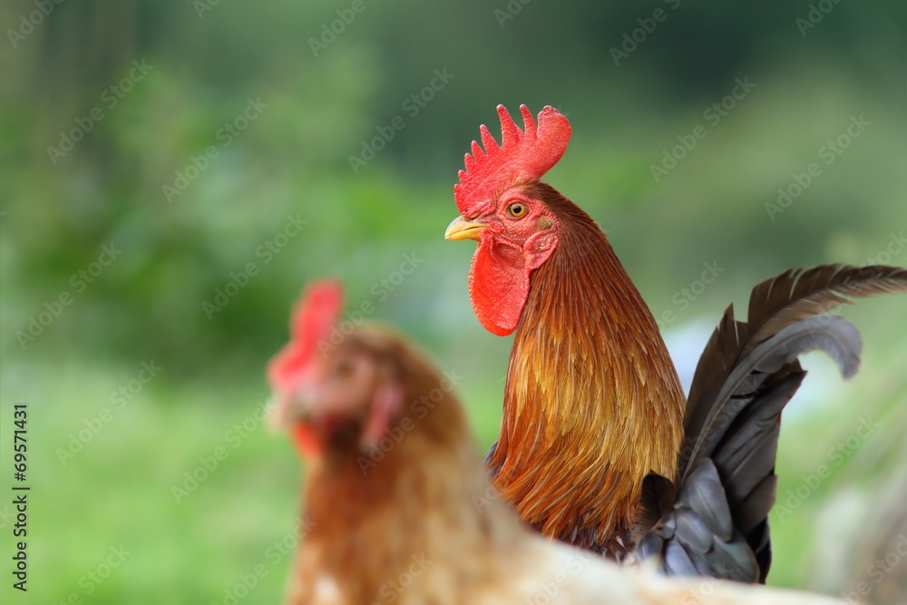 colorful rooster on green background