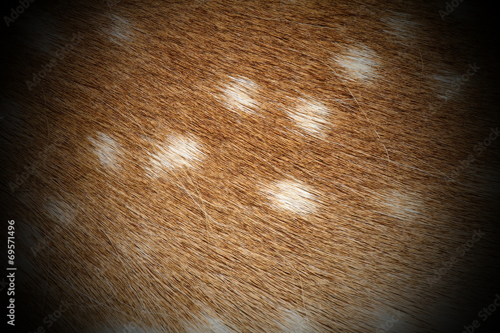 Fototapeta premium fallow deer pelt detail