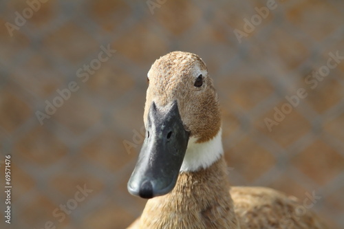 domestic duck portrait