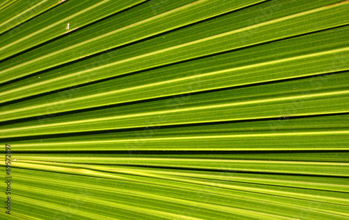 Backlit palm tree leaf in Mauritius