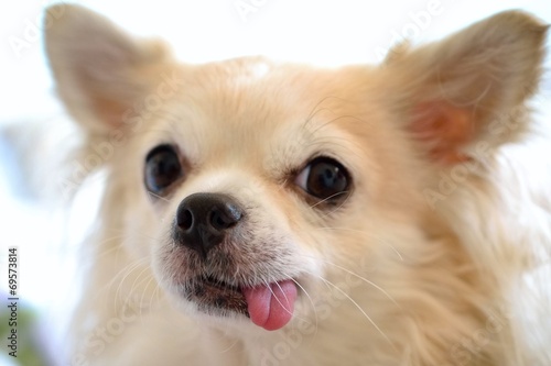 Funny little dog with tongue out. chihuahua © montypeter