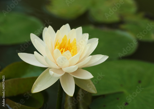 white lotus