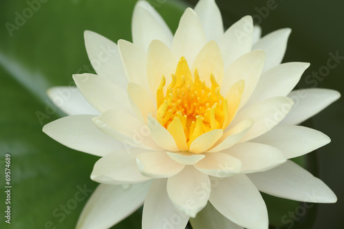 close up of white lotus