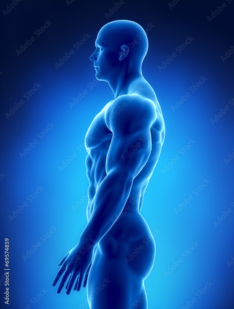 Muscular concept in x-ray