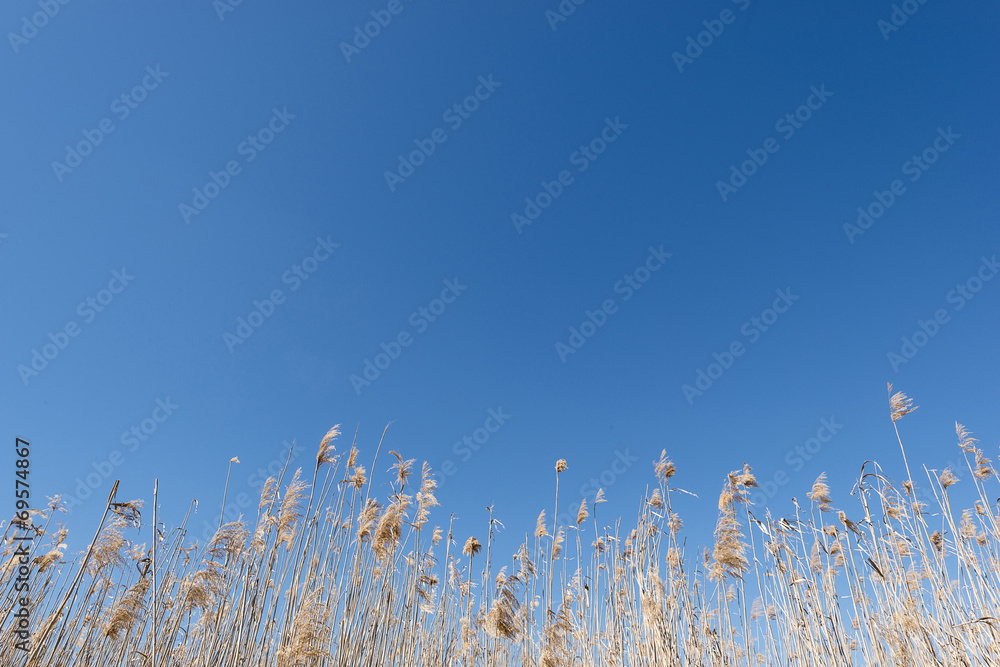 dry reeds and grass against a blue sky dry reeds and grass against a blue sky