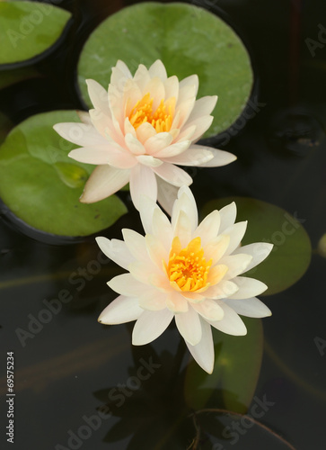 Fototapeta Naklejka Na Ścianę i Meble -  white lotus