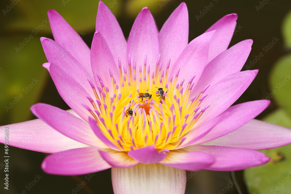 pink water lily with bee pink water lily with bee
