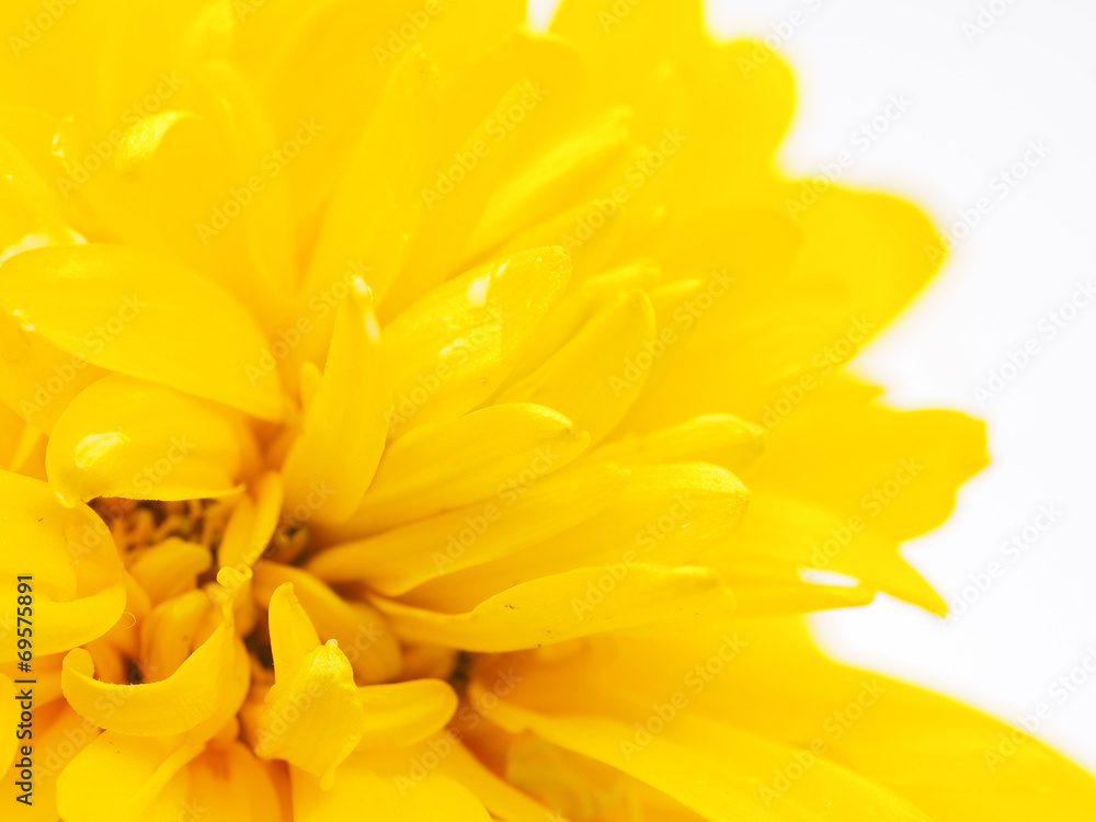 Golden Ball or Rudbeckia isolated white background Golden Ball or Rudbeckia isolated white background